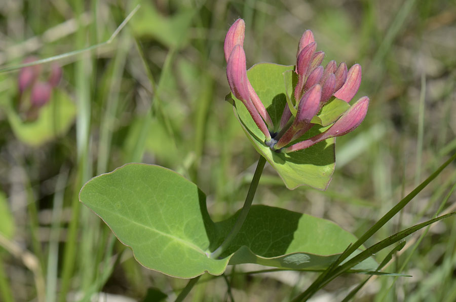 Lonicera caprifolium / Caprifoglio